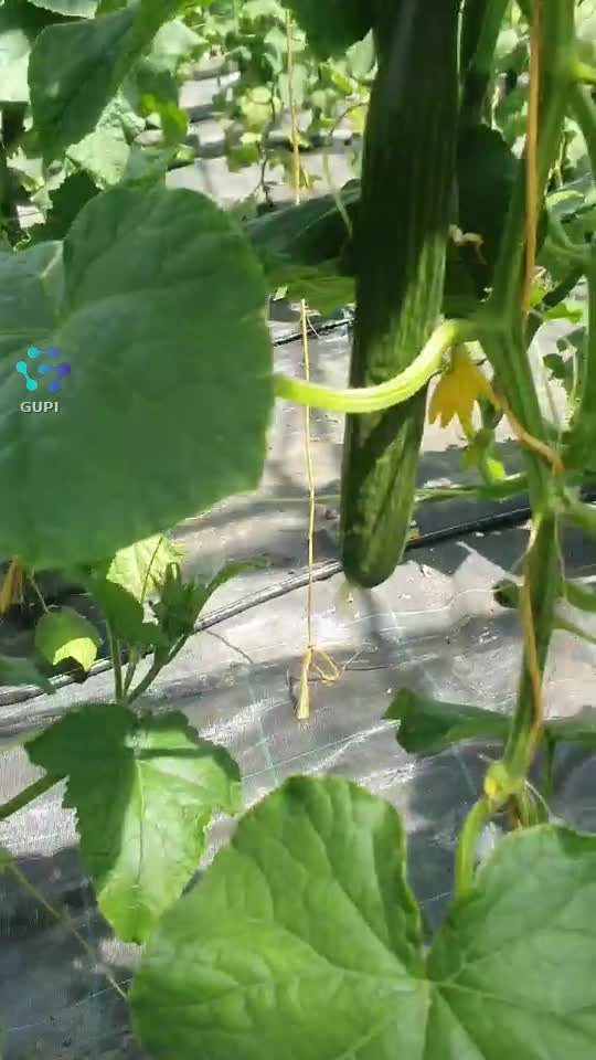 așa se lucrează în agricultură Germania, în seră căldură de 40 grade!!!