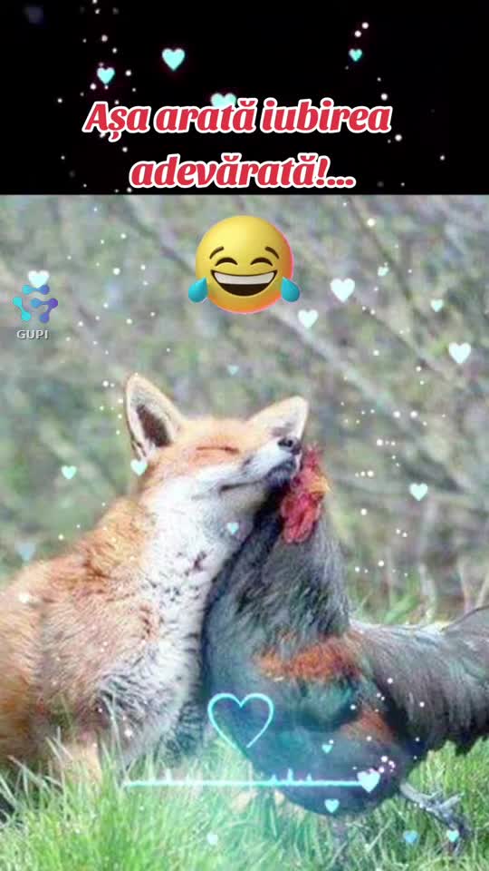 așa arată iubirea adevărată!...😂😂😂