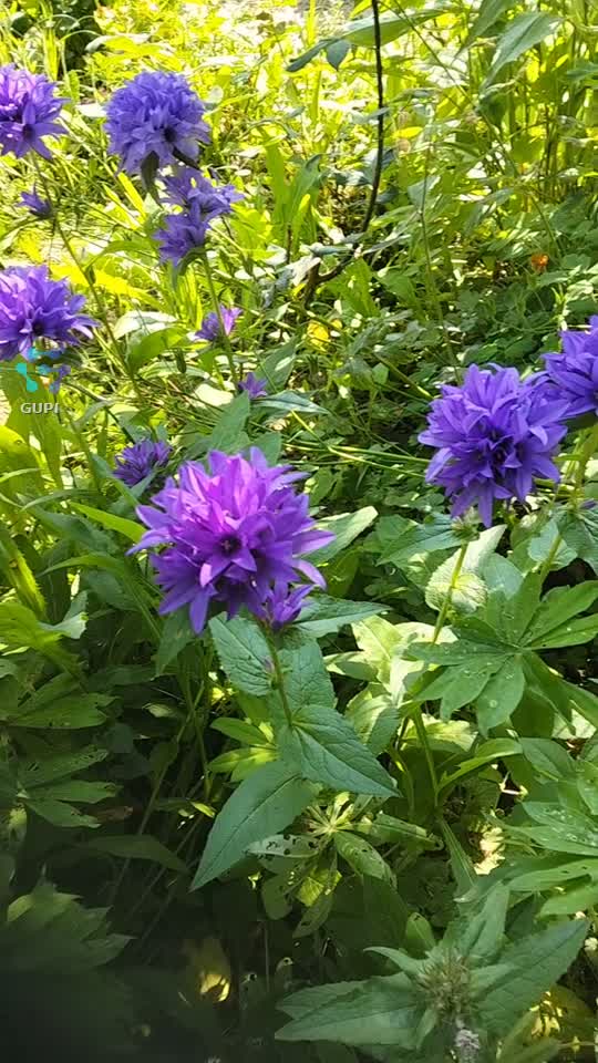 Campanula o floare dragă mie!