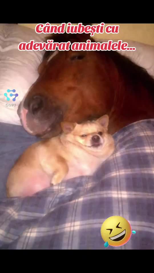 iubitor adevărat de animale...😁😁😁