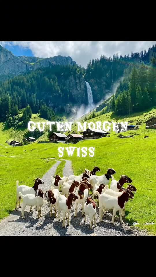 BEAUTIFUL AUTUMN SWISS