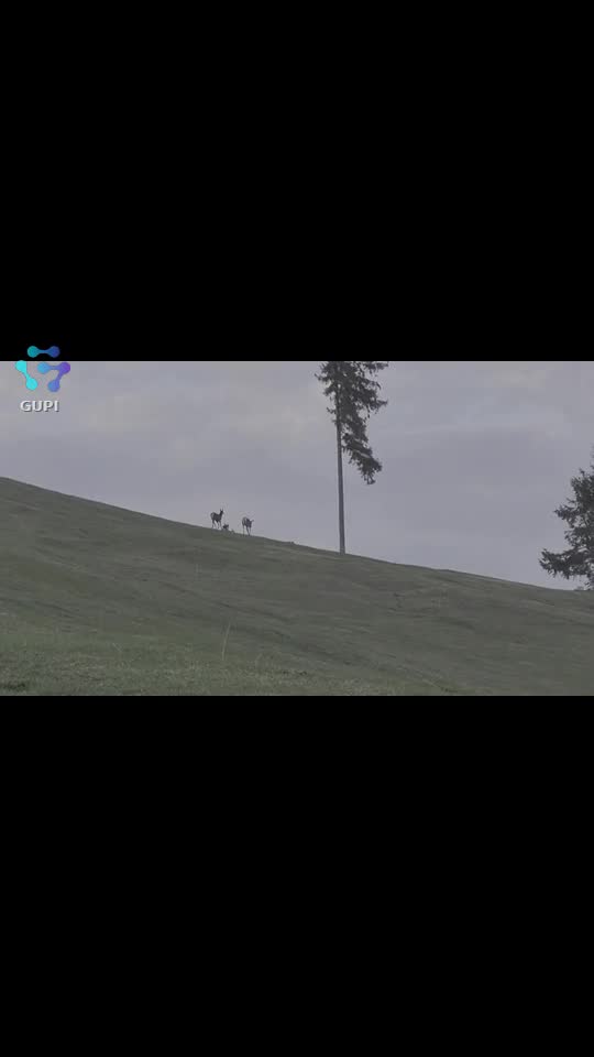 căprioare
