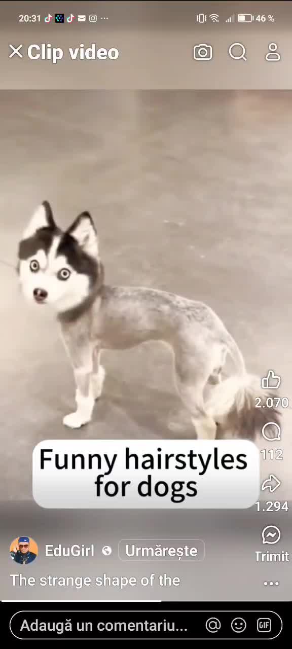 Freze caraghioasa la câini - Funny hairstyles for dogs