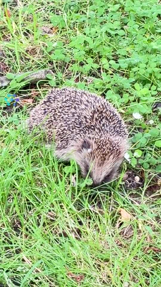 se plimba încet prin parc 😘♥️
