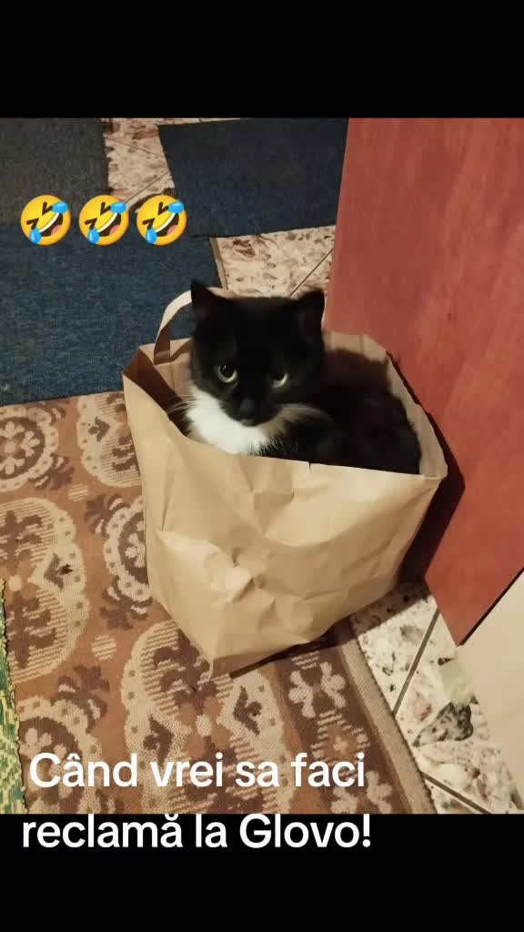 🐾🐈‍⬛🐾🤣🤣🤣