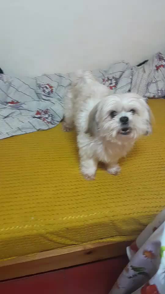 tedymeu🥰