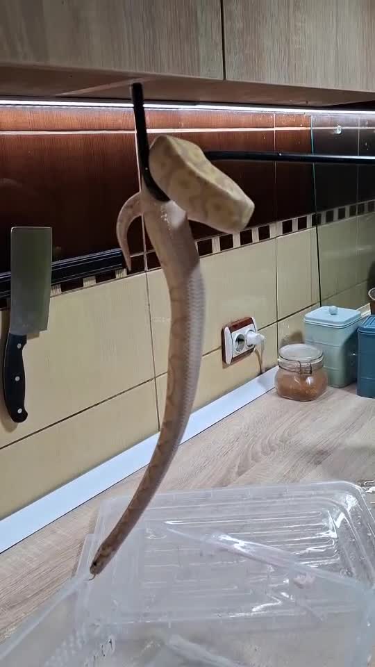 Șarpili!🫣
