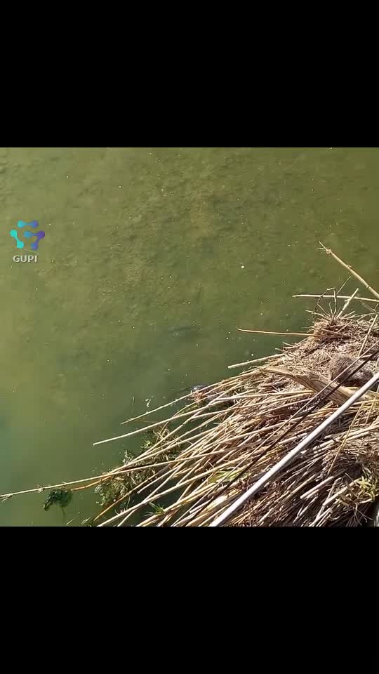 Wild Nutria Swimming in Clear Water 🦫