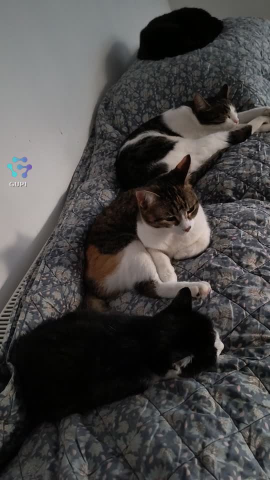|||{"overlays":[{"text":"Aseară, patru din cele nouă suflete adoptate se pregăteau cuminți de culcare… 🐾❤️ Momente simple, dar care îți umplu casa și inima de liniște.","x":0.08747694227430562,"y":0.8190278151939654,"fontSize":16.96324728346802,"color":4294967295,"isEmoji":false}]}