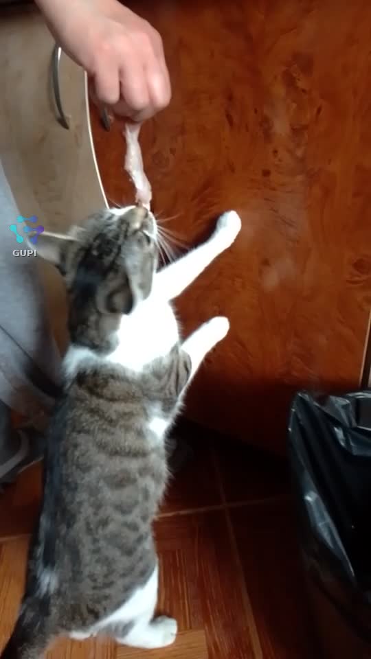 ce numai oameni vor cărniță 🥰