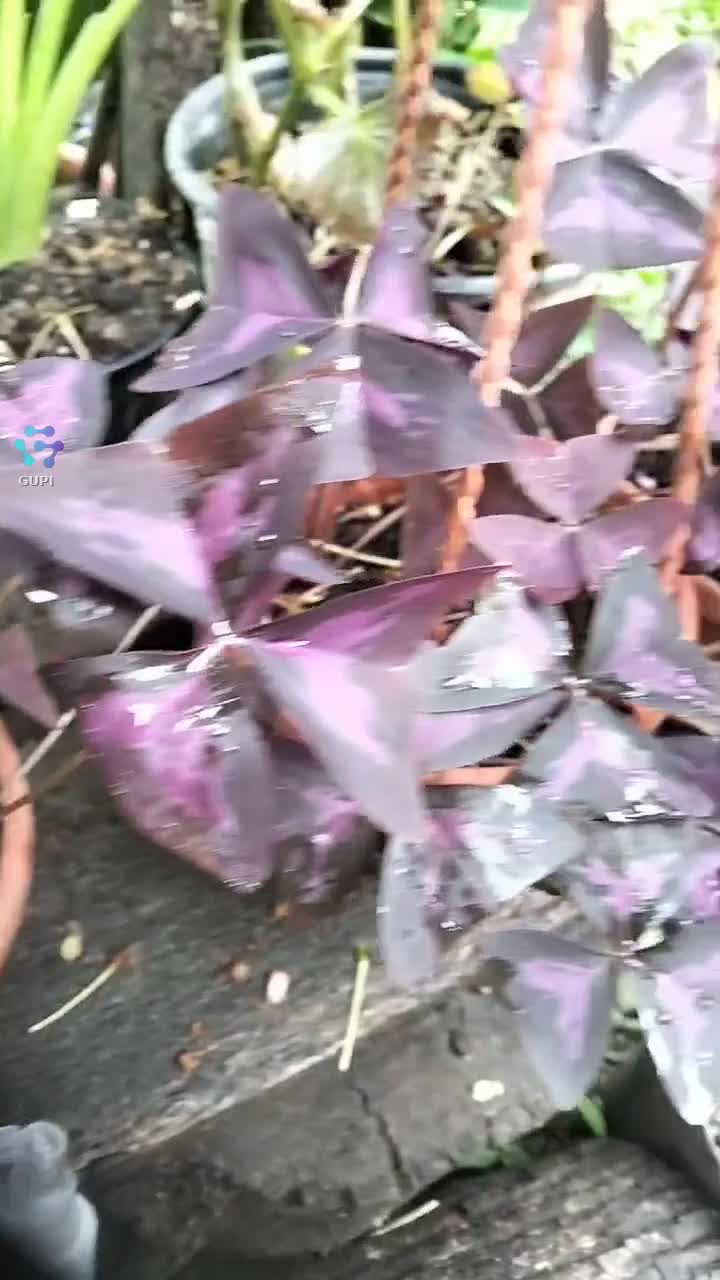 Oxalis sau trifoi ,frumoase flori