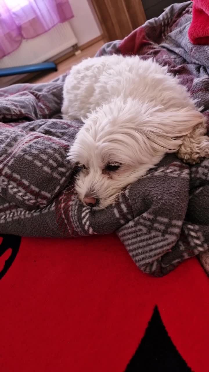 Bella❤️