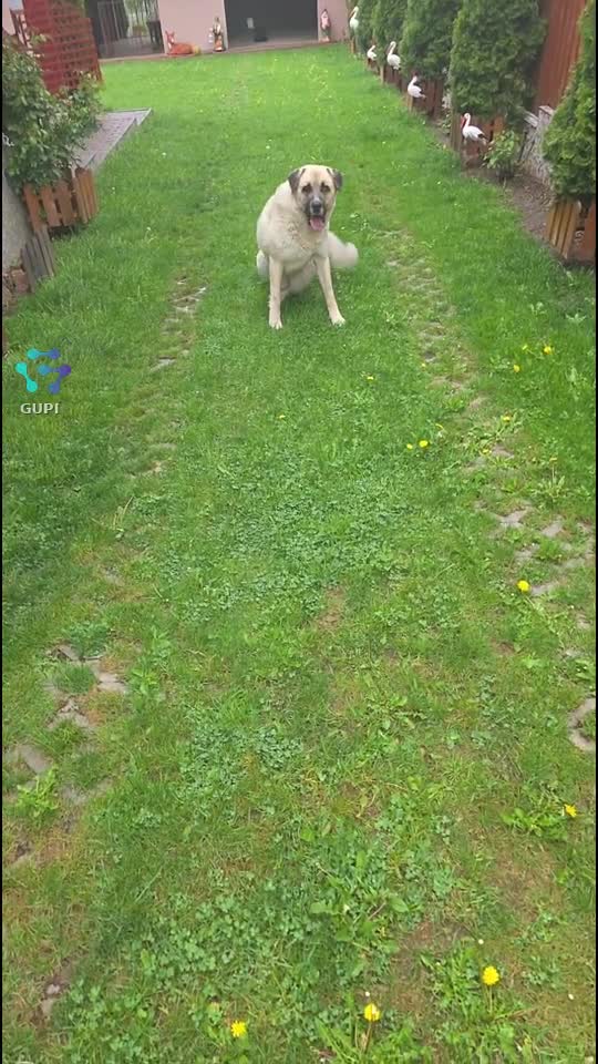 Max 🙃🐶🐕