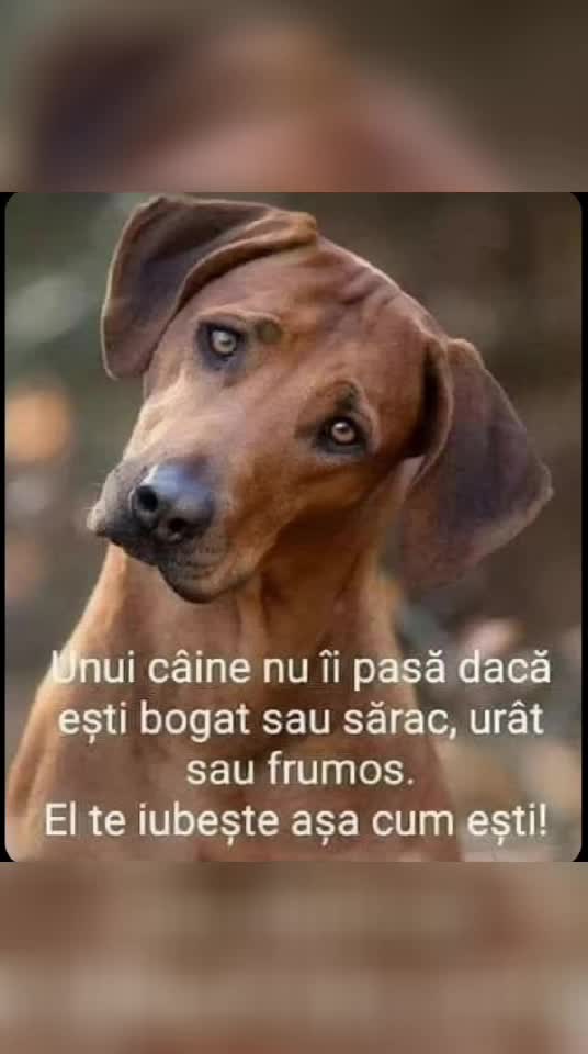 de asta iubesc câinii...🐕🐕🐕