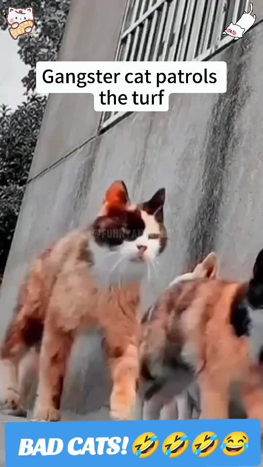 cats# mafia