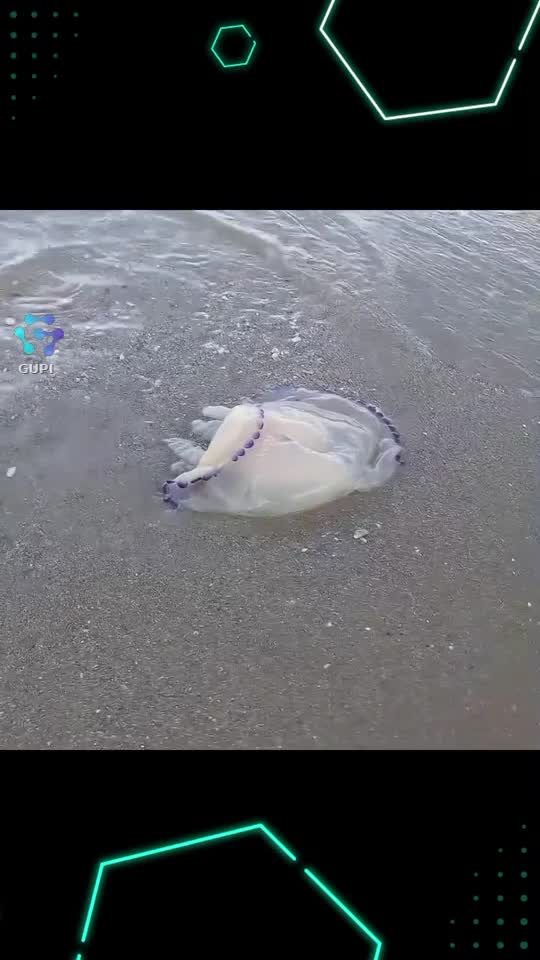 🪼🪼🪼Plămânul de mare: Meduza spectaculoasă eșuată la mal🪼🪼🪼