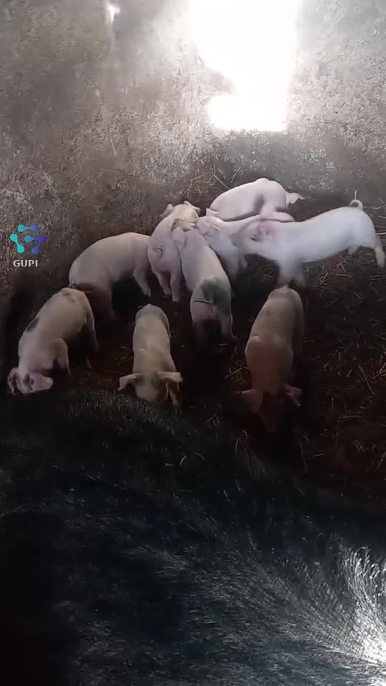 Video de @olimoldovan