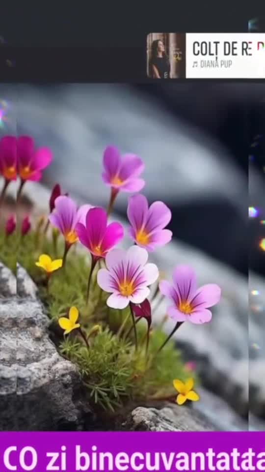 🌞 Oferă cu înțelepciune! Prețuiește-te și dăruiește doar celor care te apreciază cu adevărat 🌺

O zi binecuvantata cu bucurii, dragi prieteni!🙏🥰
