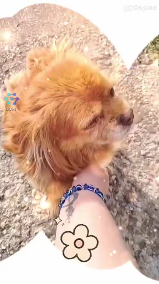 Video de @gupiuser165611