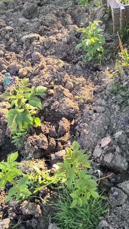 Zmeura mea s-a înmulțit frumos anul acesta 🍇🌿 și m-a surprins cât de bine se adaptează fructele de pădure .