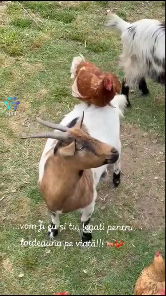 ...bimbuztele mele!!!!🐐😊
    ♎️