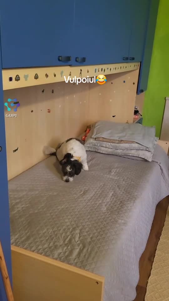 Charly 🐕