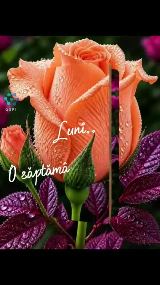 Săptămână ușoară 🌹