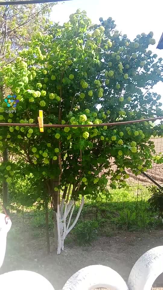 Cum se numește acest copăcel la voi?🥰