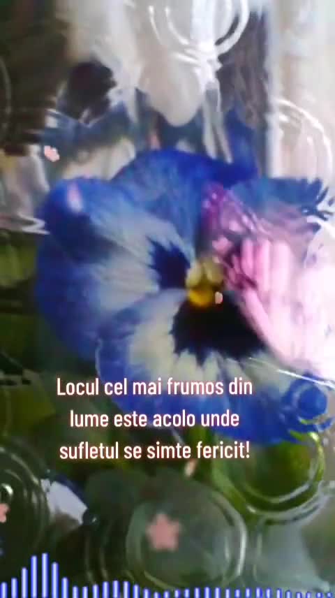 🎶🎵🎼🎵🎶