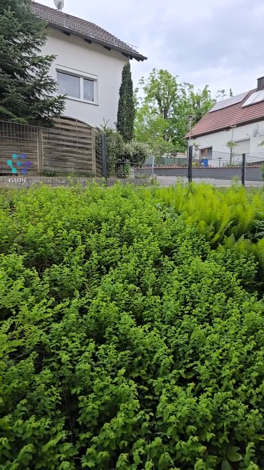 🌳🌳🌳🍀🍀