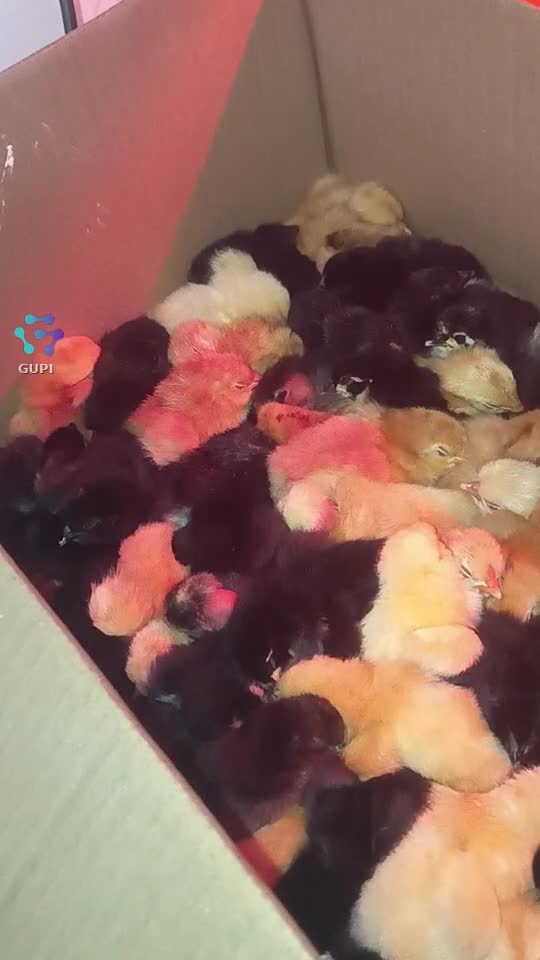găină 
trebuie sa se obișnuiască nu !🤣🤣cu mine când zic nu pun multe sa nu ai încredere |||{"overlays":[{"text":"Am pus și eu oua la incubator am pus 120 miau ieșit 90 mia zis bărbatul meu că îmi mănâncă urechile voi știți ce înseamnă că eu nuștiu 🤣🤣🤣","x":0.05998263888888896,"y":0.6454942736588306,"fontSize":14.0,"color":4294967295,"isEmoji":false}]}