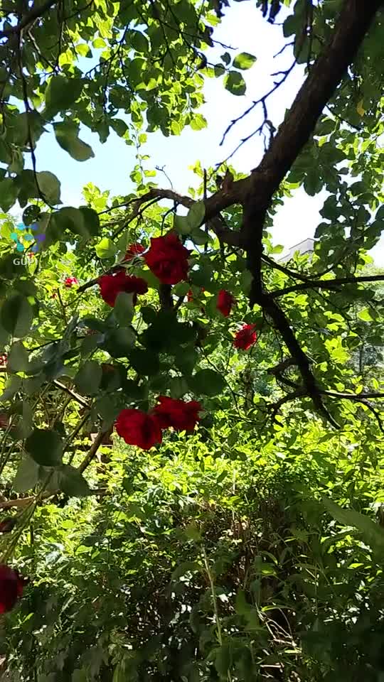 In natură !