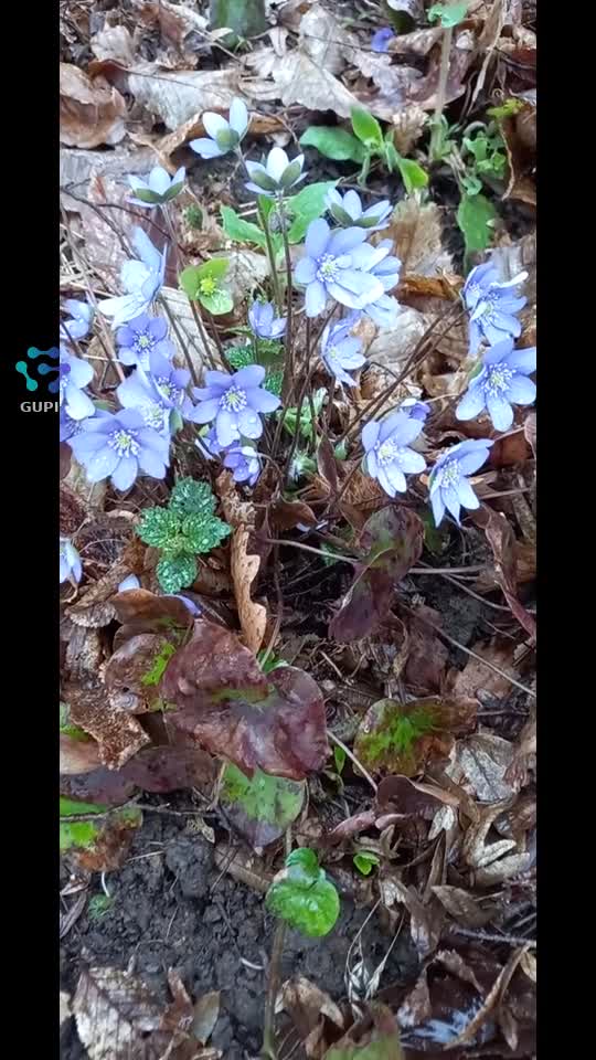 Video de @gupiuser313675
